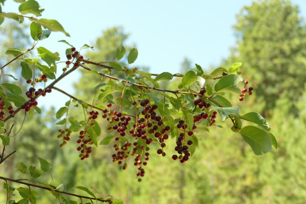 Chokecherry